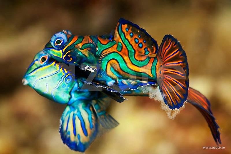 pez mandarín, apareamiento