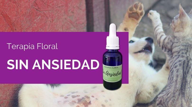 terapia-floral-sin-ansiedad