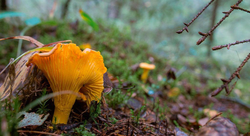 034rebozuelos-la-casa-de-las-setas