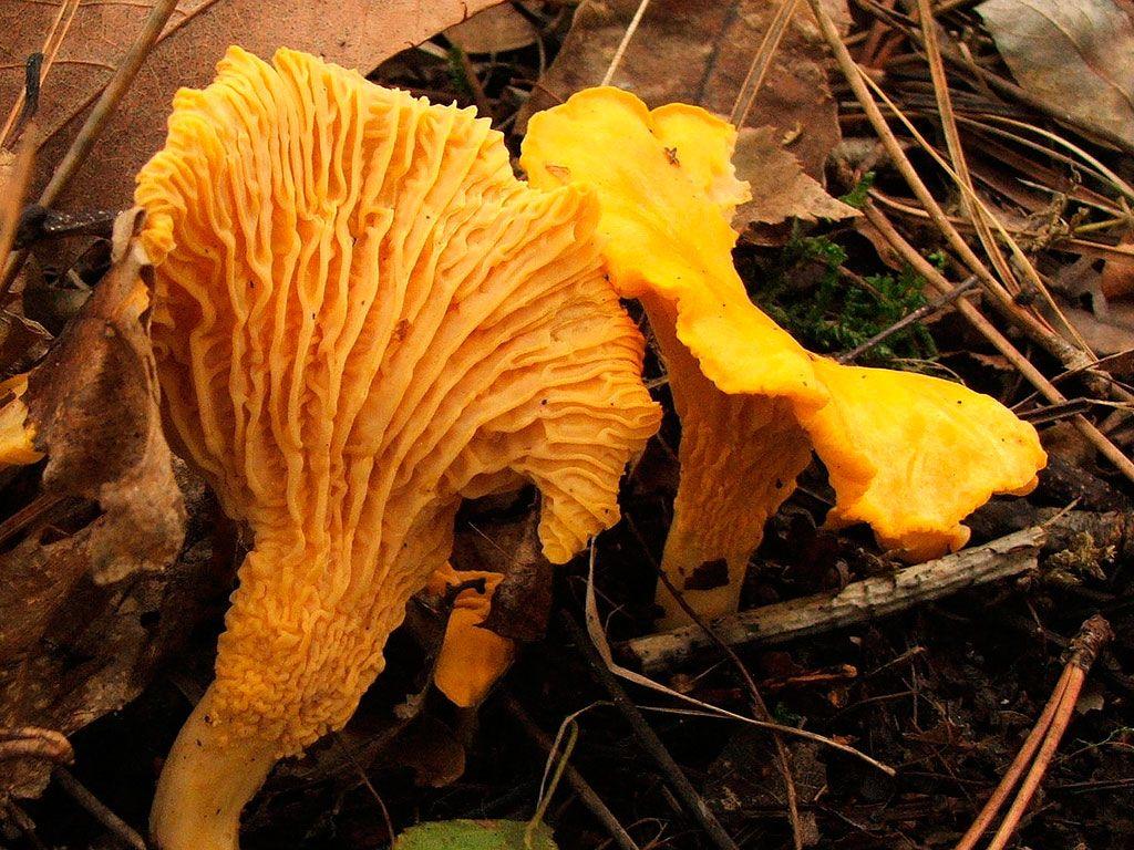 33rebozuelos-la-casa-de-las-setas