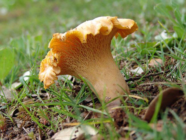 32rebozuelos-la-casa-de-las-setas