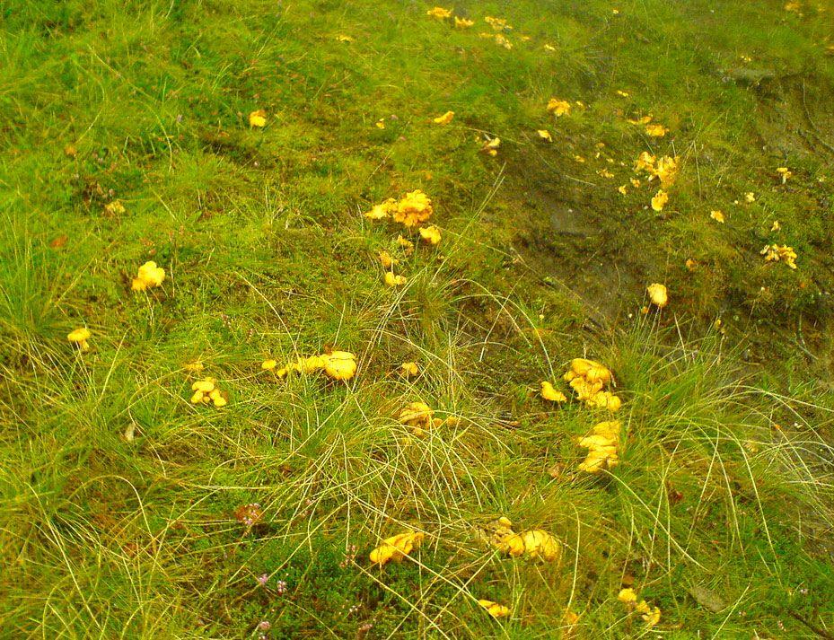 31rebozuelos-la-casa-de-las-setas