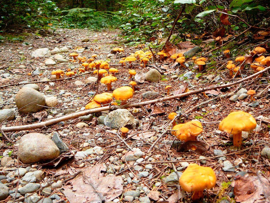 30rebozuelos-la-casa-de-las-setas