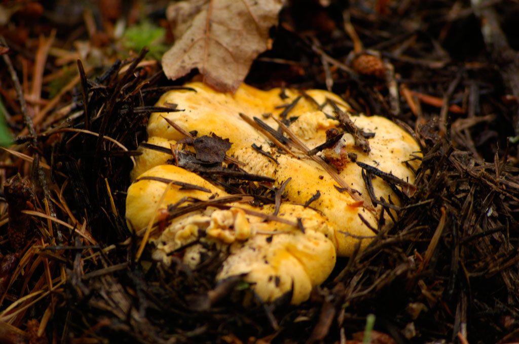 29rebozuelos-la-casa-de-las-setas