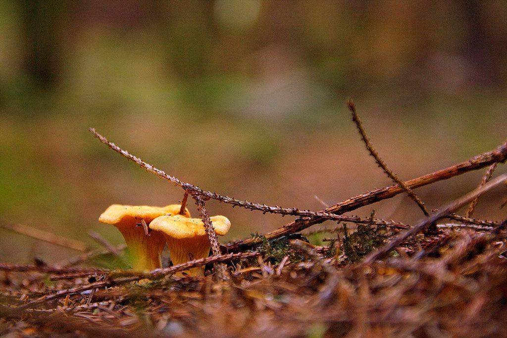 28rebozuelos-la-casa-de-las-setas