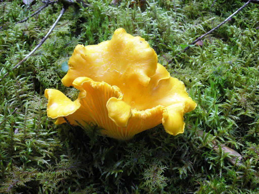 27rebozuelos-la-casa-de-las-setas