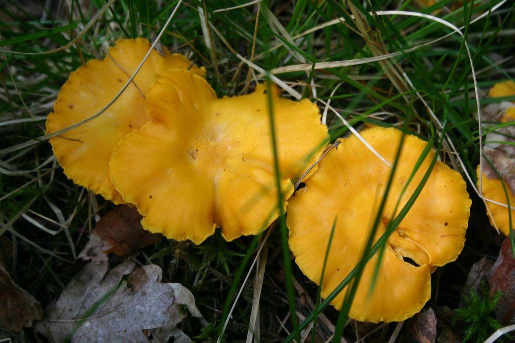 26rebozuelos-la-casa-de-las-setas