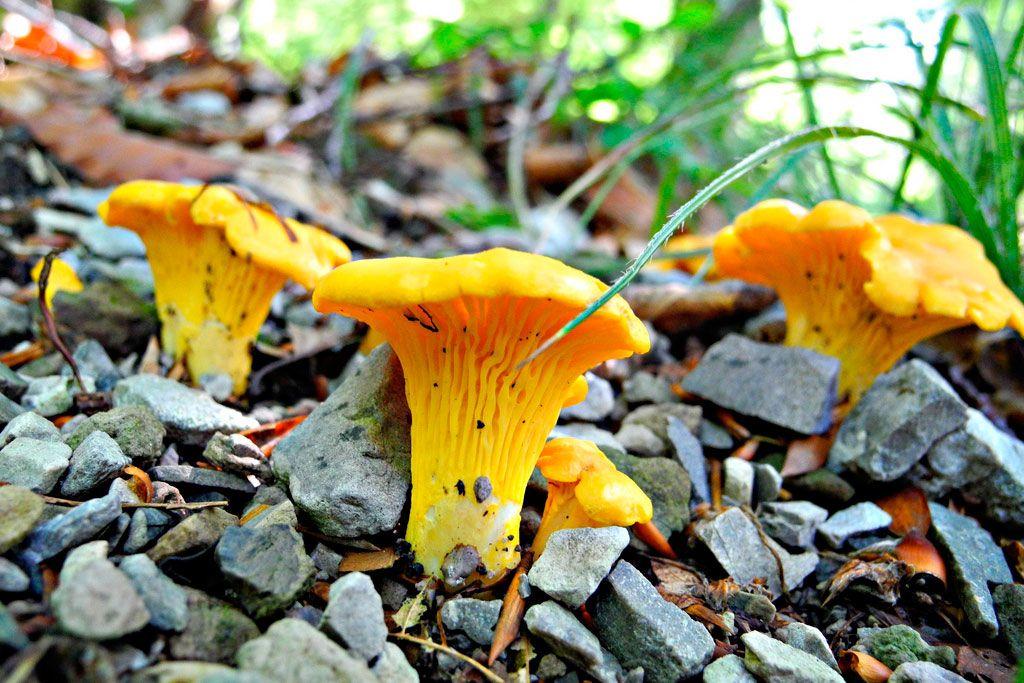 24rebozuelos-la-casa-de-las-setas