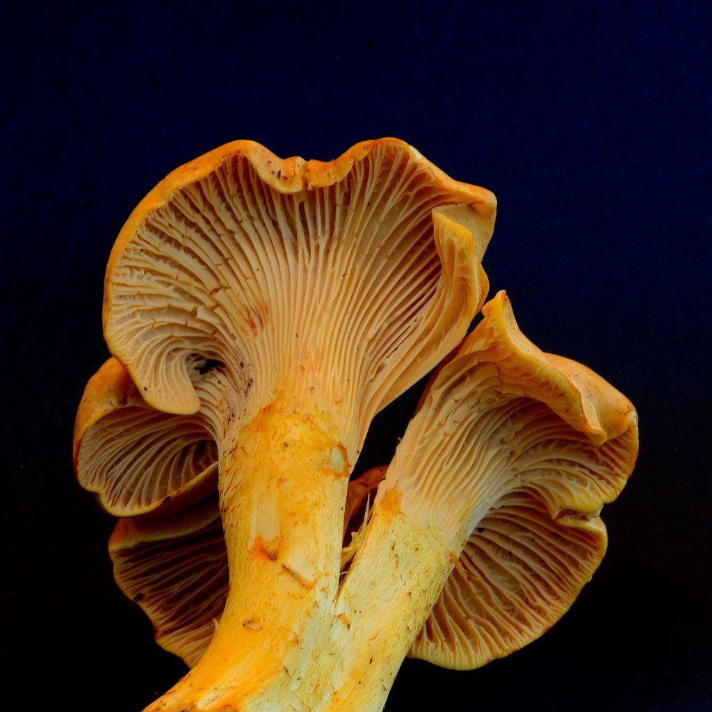 22rebozuelos-la-casa-de-las-setas