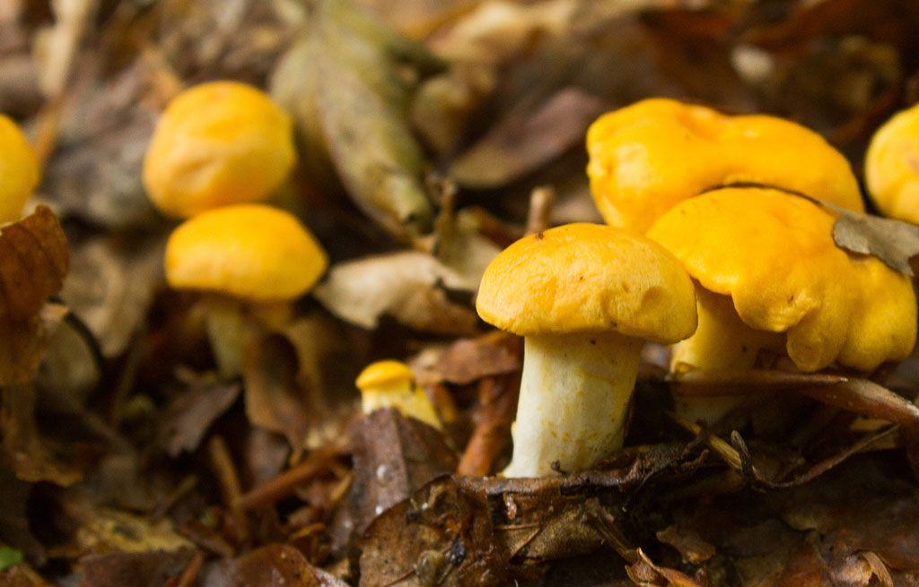 20rebozuelos-la-casa-de-las-setas