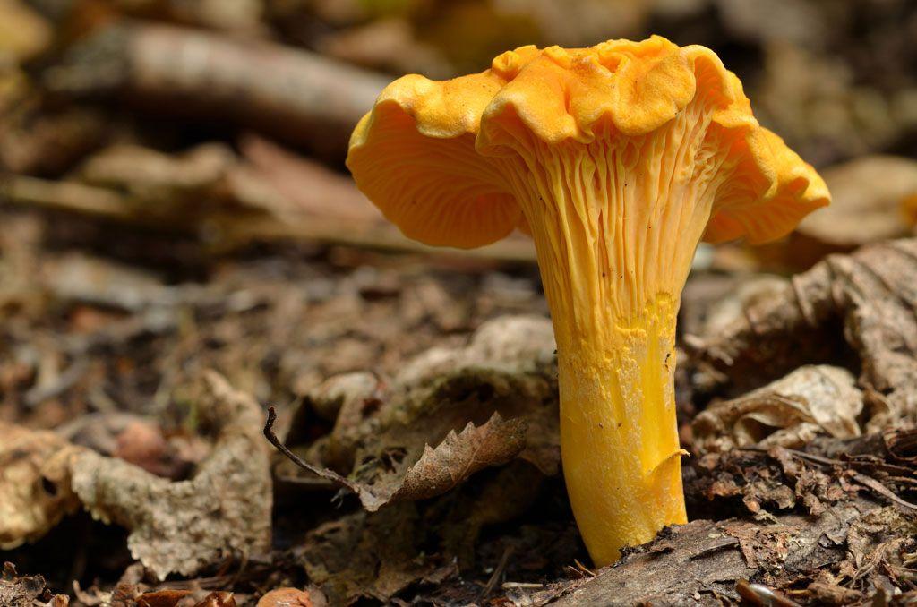 18rebozuelos-la-casa-de-las-setas