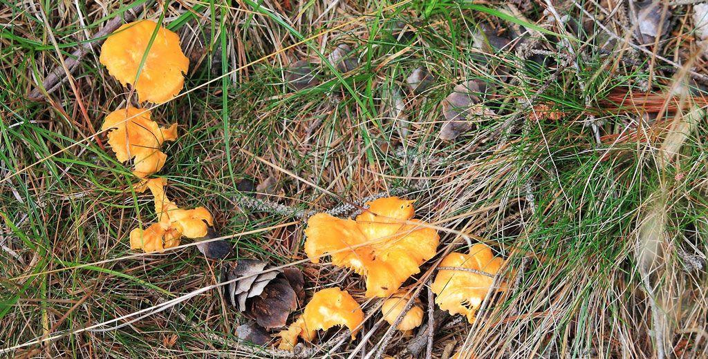 17rebozuelos-la-casa-de-las-setas