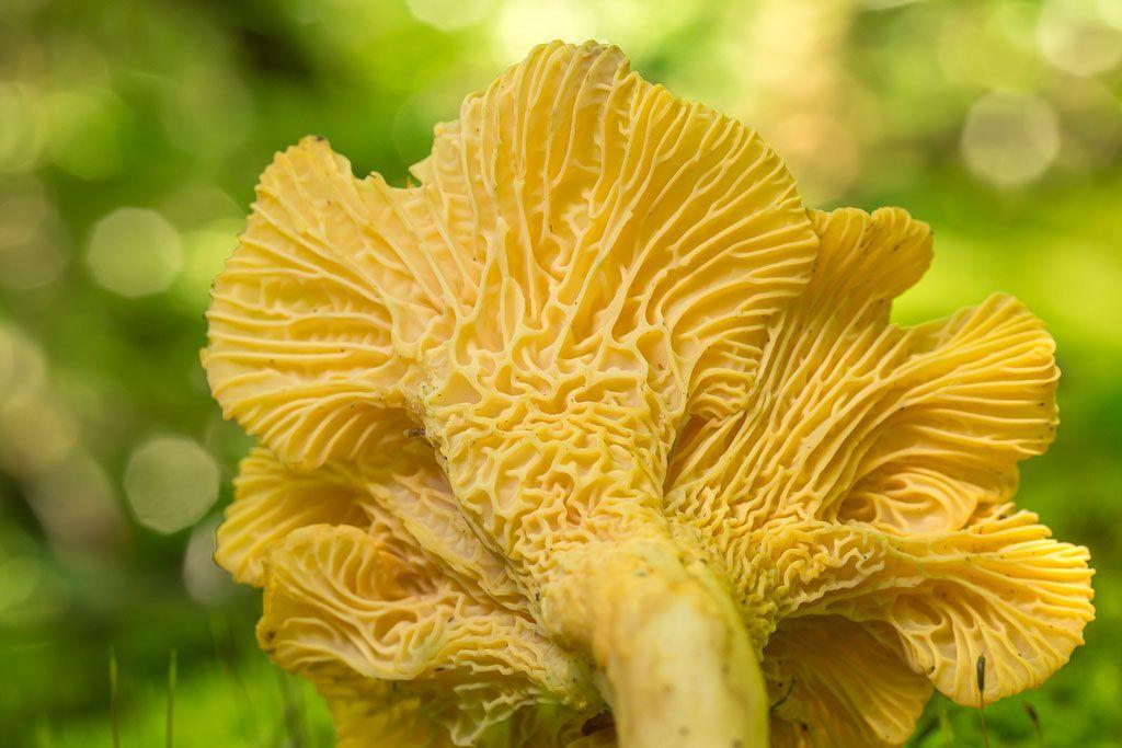 16rebozuelos-la-casa-de-las-setas