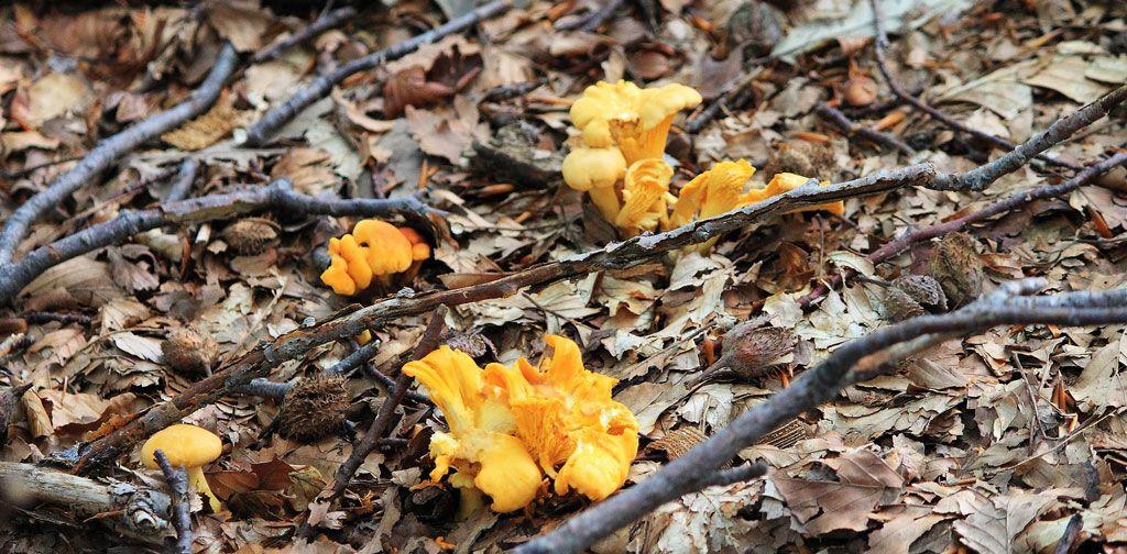 15rebozuelos-la-casa-de-las-setas