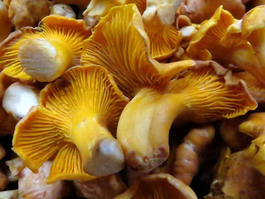 14rebozuelos-la-casa-de-las-setas