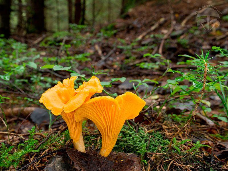 13rebozuelos-la-casa-de-las-setas