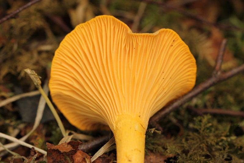 12rebozuelos-la-casa-de-las-setas