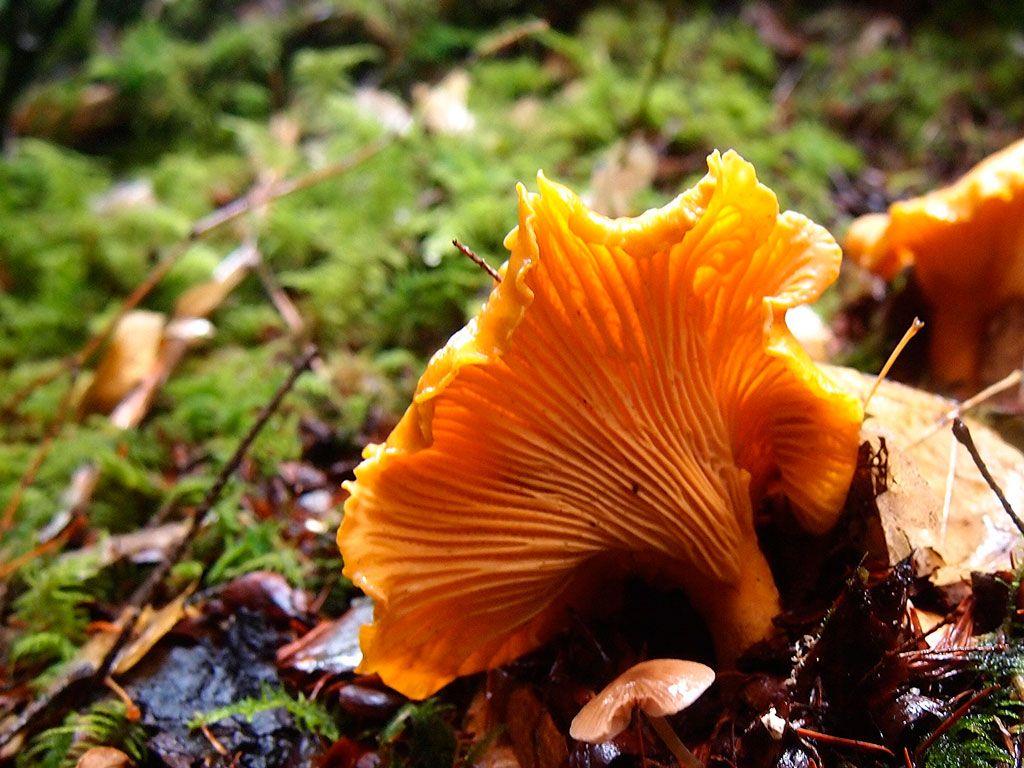 11rebozuelos-la-casa-de-las-setas