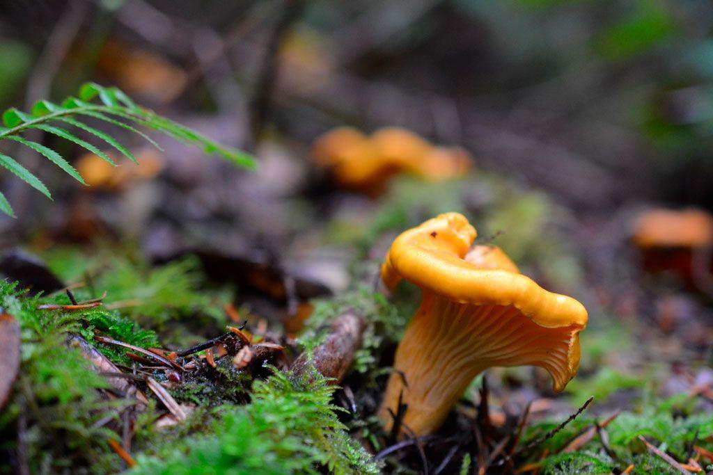 10rebozuelos-la-casa-de-las-setas