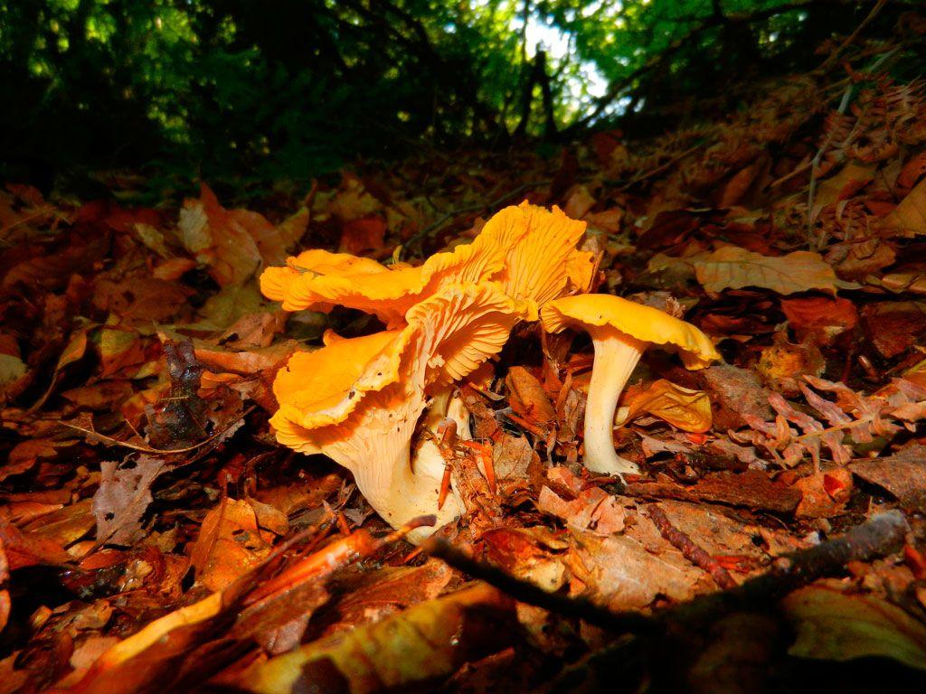 08rebozuelos-la-casa-de-las-setas