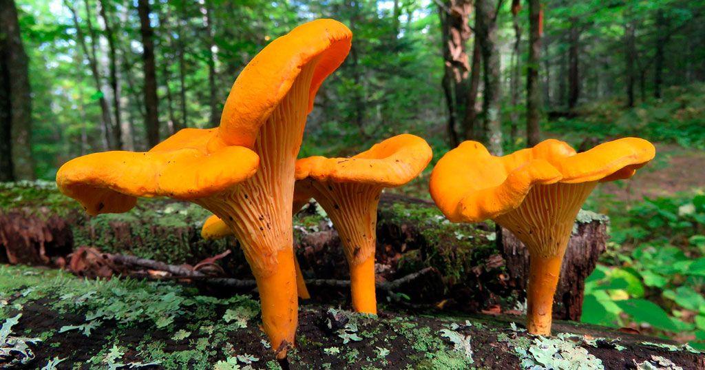 07rebozuelos-la-casa-de-las-setas