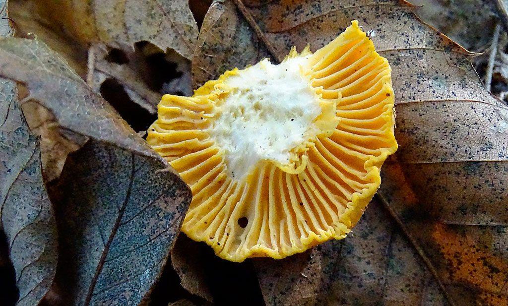 06rebozuelos-la-casa-de-las-setas