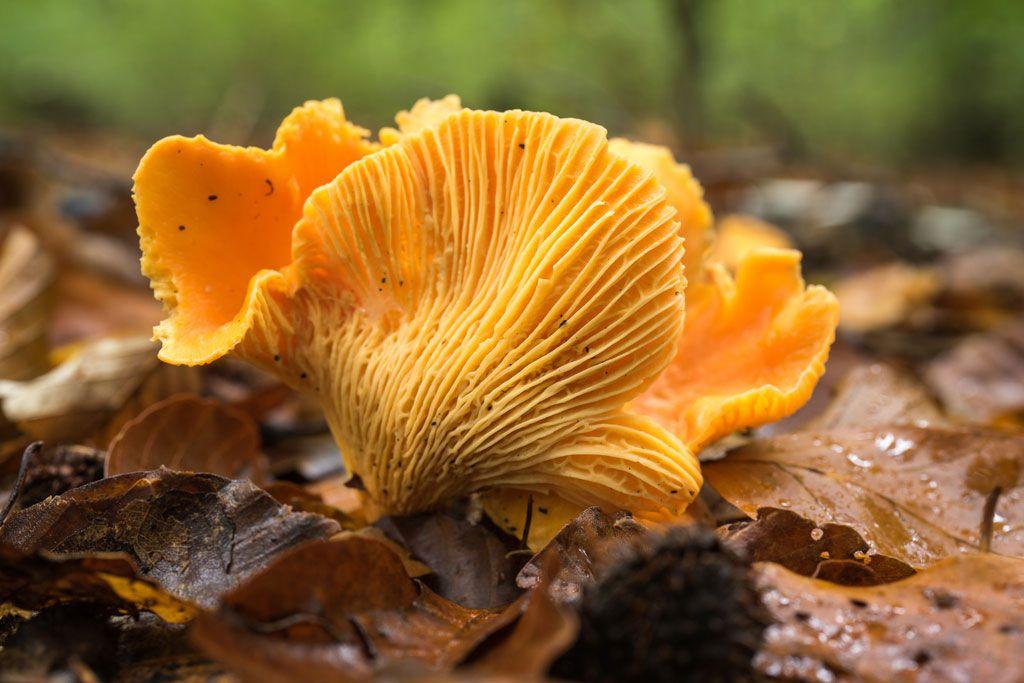 05rebozuelos-la-casa-de-las-setas