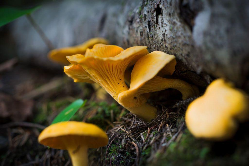 03rebozuelos-la-casa-de-las-setas