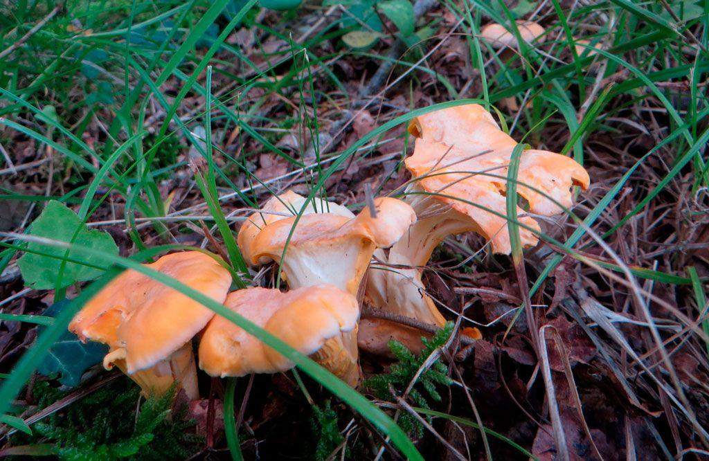 02rebozuelos-la-casa-de-las-setas