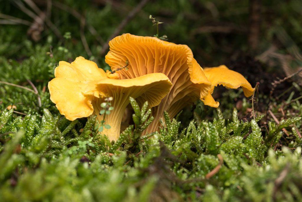 01rebozuelos-la-casa-de-las-setas