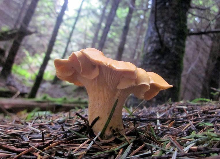 La Casa de las Setas_00056