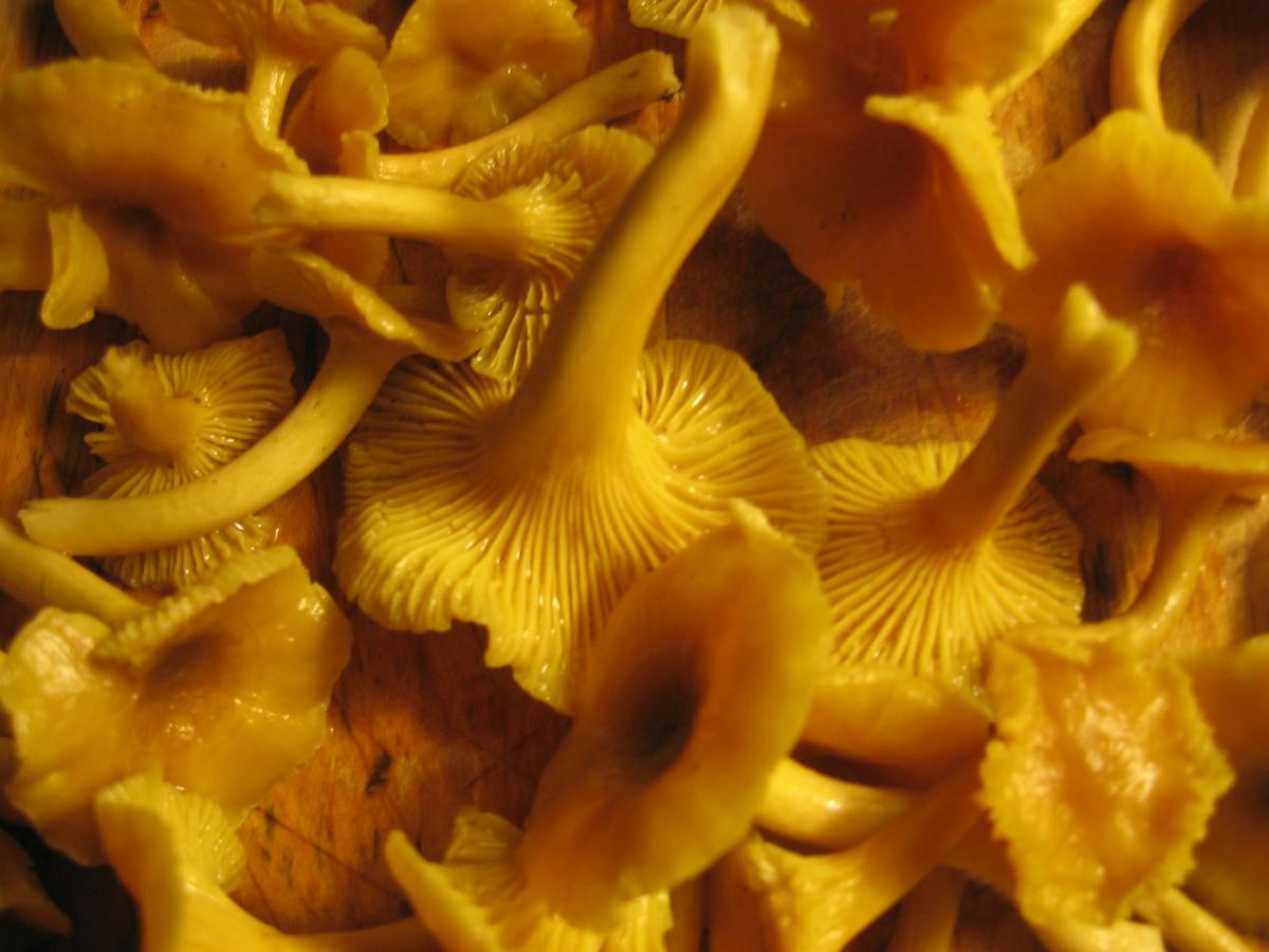 La Casa de las Setas_00054