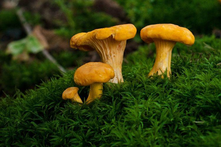 La Casa de las Setas_00052