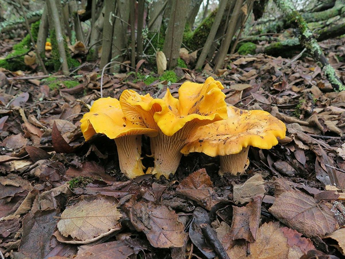 La Casa de las Setas_00051