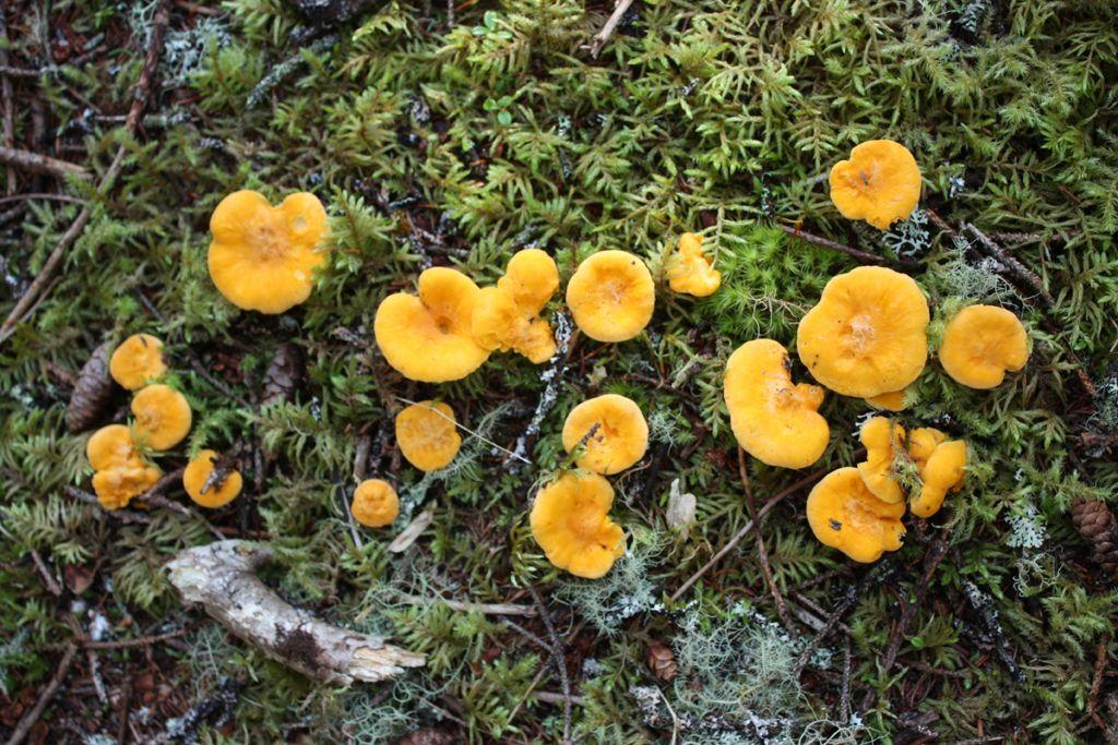 La Casa de las Setas_00050