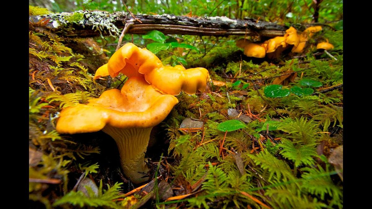 La Casa de las Setas_00044