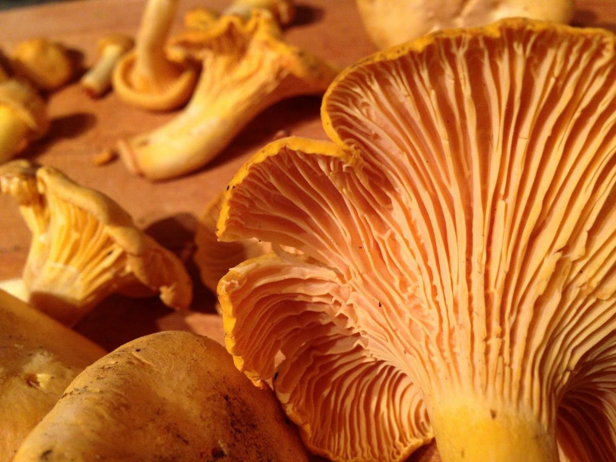 La Casa de las Setas_00039