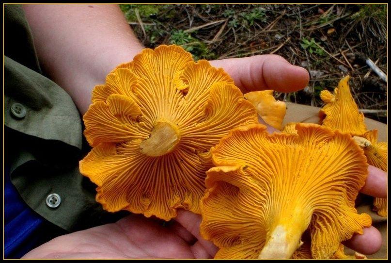 La Casa de las Setas_00020