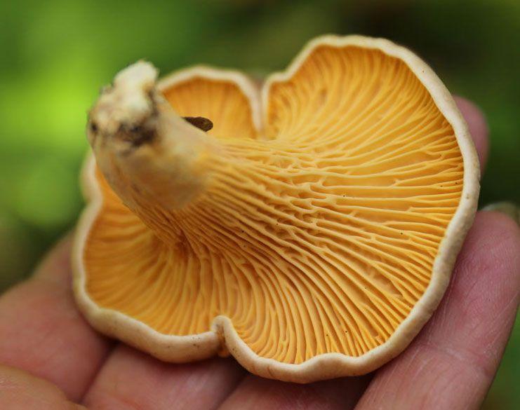 La Casa de las Setas_00019