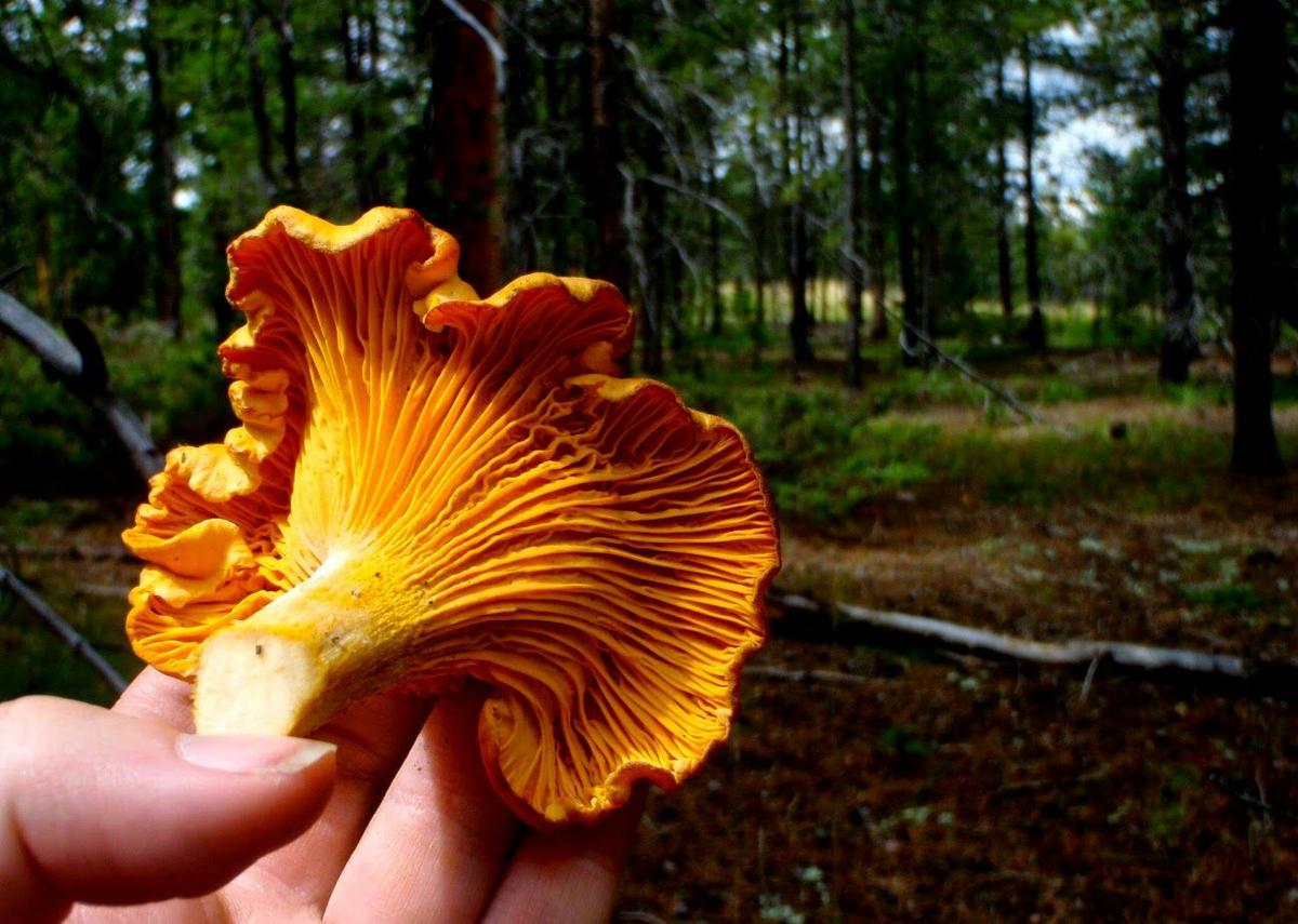 La Casa de las Setas_00018