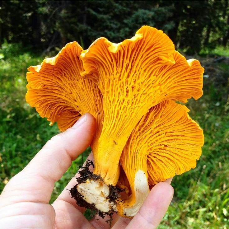 La Casa de las Setas_00002