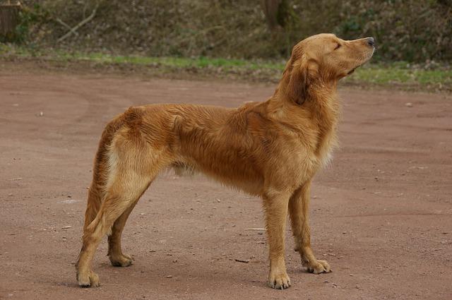 epilepsia en el golden retriever