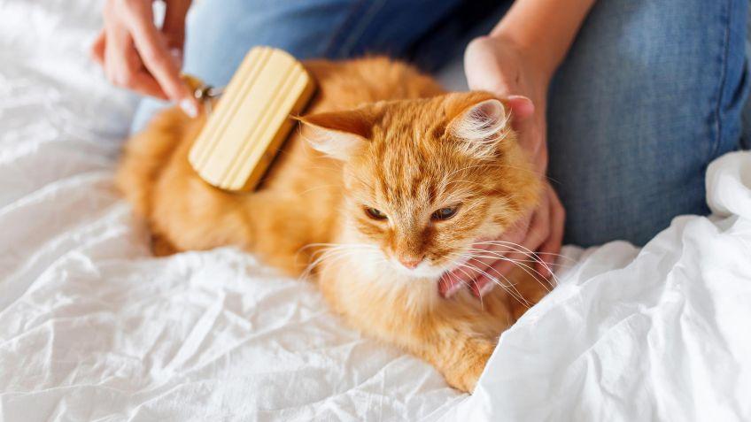La higiene de los gatos | Best for Pets