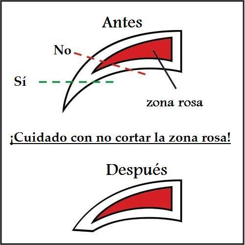 La higiene de los gatos | Best for Pets