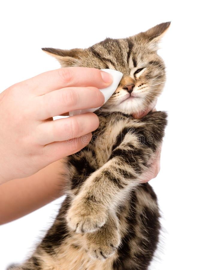 La higiene de los gatos | Best for Pets