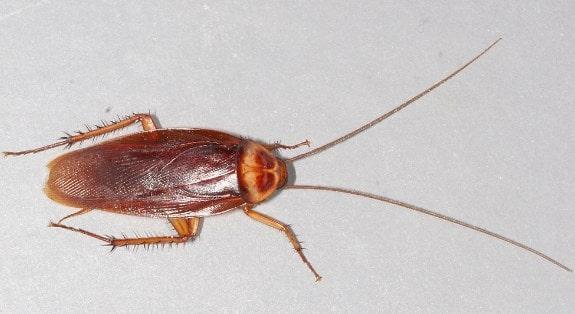 La cucaracha americana es un insecto que vive al aire libre