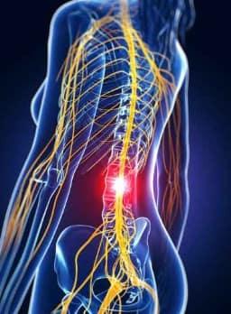 las células madre reconecta la espina al cerebro.