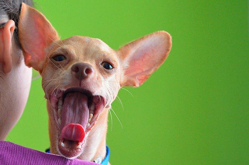 no golpees en la cabeza a los chihuahuas