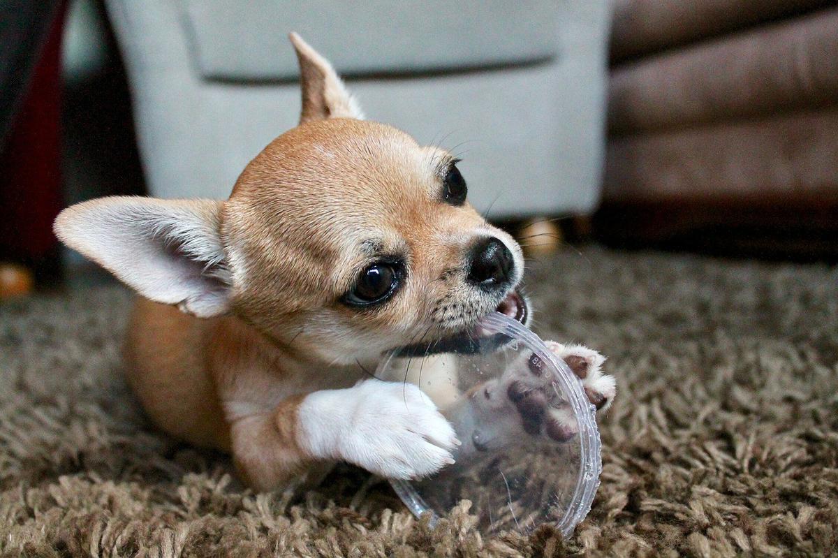 Chihuahua tienen mal humor