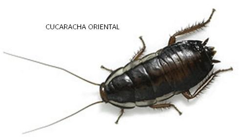 La cucaracha oriental es también conocida como cucaracha de agua o cucaracha negra